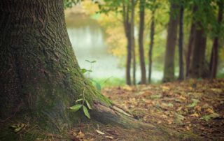 Deep Roots
